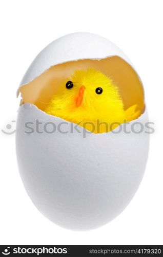 Newborn chicken in shell of egg