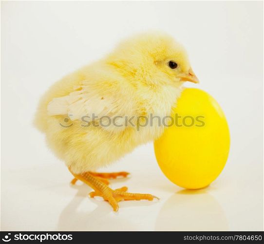 Newborn chicken with yellow egg against light background