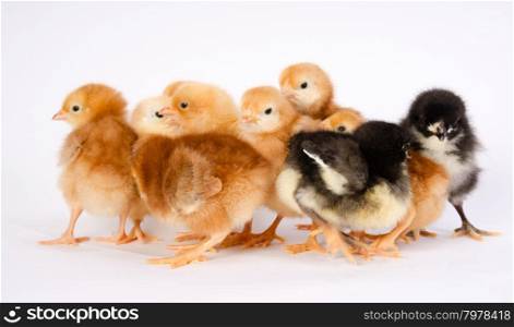 Newborn Chickens Stand with Siblings Together Just a Few Days Old