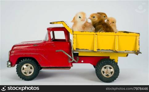 Newborn Chickens Take a Ride to Market