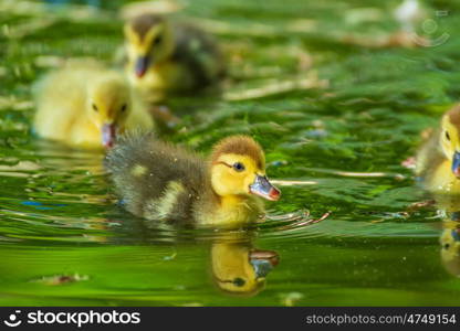 Newborn ducks playing. Newborn baby ducks playing in a garden lake, yellow funny ducks