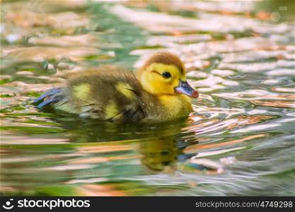 Newborn ducks playing. Newborn baby ducks playing in a garden lake, yellow funny ducks