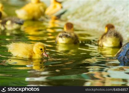 Newborn ducks playing. Newborn baby ducks playing in a garden lake, yellow funny ducks