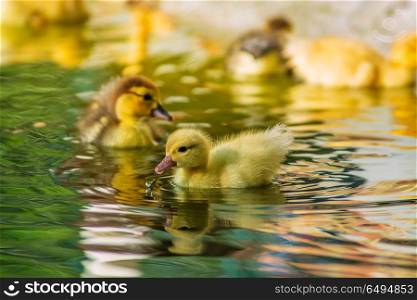 Newborn ducks playing. Newborn baby ducks playing in a garden, yellow funny ducks