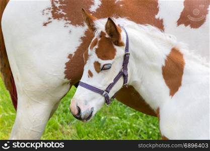 Newborn foal white brown with mother horse