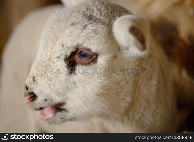 Newborn lamb in a stable