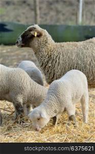 newborn lambs on the farm in spring time