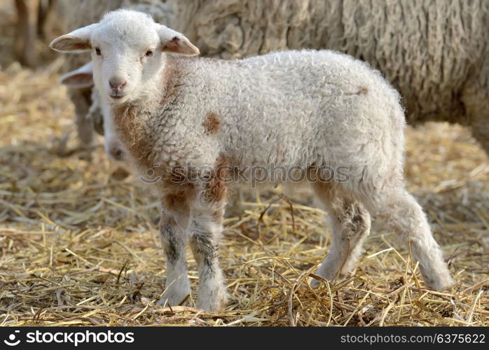 newborn lambs on the farm in spring time