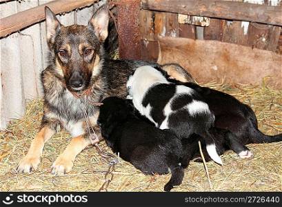 newborn puppies sucking milk from mother dog