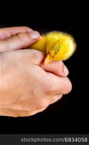 Newborn yellow duckling in human hands isolated on black background