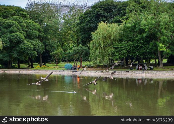 Newcastle, England - August 3, 2018: Beautiful scene of Geese flying in formation over the pond at Leazes Park in Newcastle with people engaged in leisure fishing in the background.