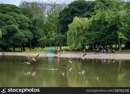 Newcastle, England - August 3, 2018: Beautiful scene of Geese flying in formation over the pond at Leazes Park in Newcastle with people engaged in leisure fishing in the background.