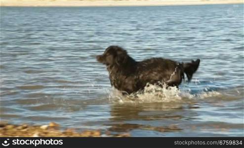 Newfoundland Dog Enjoying In Water