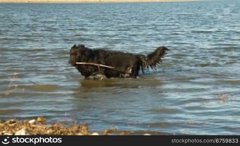 Newfoundland Dog Fetching Stick