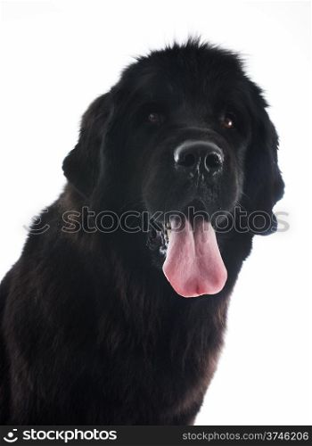 newfoundland dog in front of white background