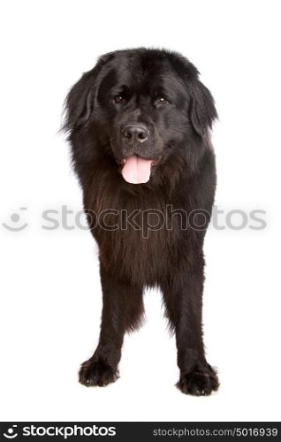Newfoundland dog. Newfoundland dog in front of a white background