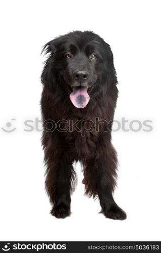 Newfoundland dog. Newfoundland dog in front of a white background
