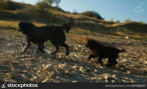 Newfoundland dog shaking after fetching stick