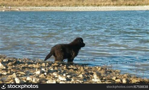 Newfoundland Dogs Enjoying In Water