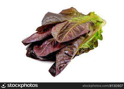 Newly harvested red≤ttuce on an isolated white background
