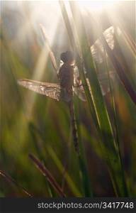 newly hatched dragonfly waits for the sun to warm its wings