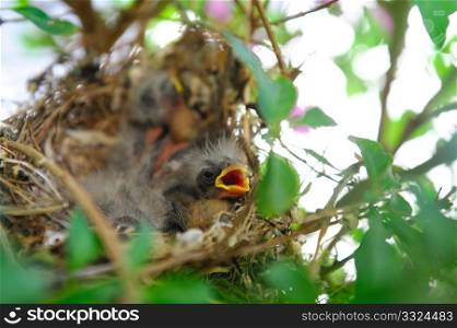 Newly hatched sparrows with fine down feathers in a nest waiting for their parents. Baby Birds In A Nest