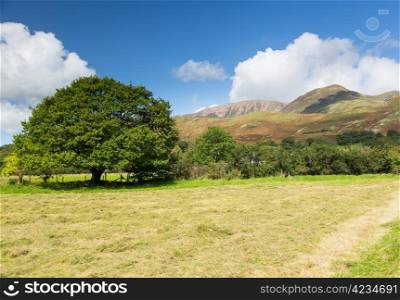 Newly mown hay or grass in field by Buttermere in English Lake District