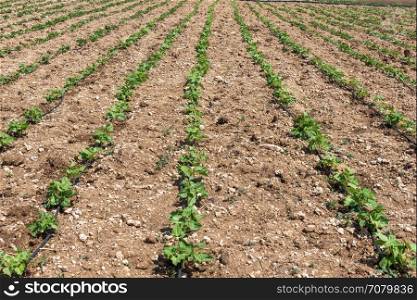 newly planted bean seedlings shoots on cultivated land