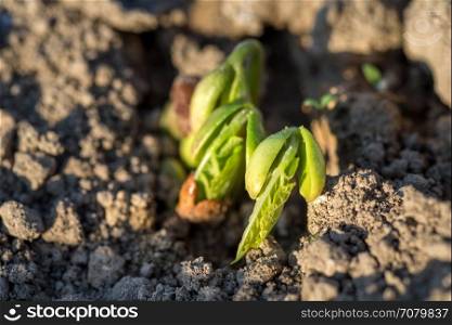 newly planted bean seedlings shoots on cultivated land