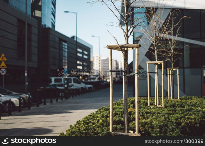 Newly planted tree at roadside at autumn, with three stakes to support it, modern office-building at background