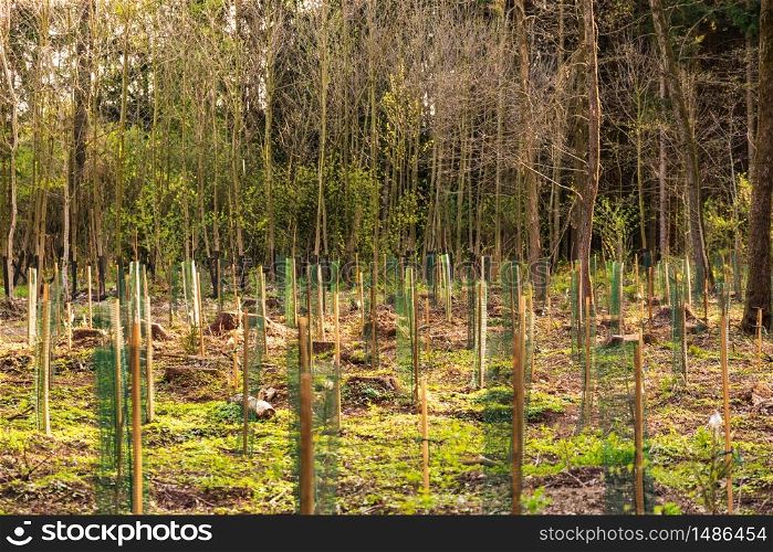 Newly planted trees in a row in forest