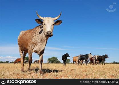 Nguni cow - indigenous cattle breed of South Africa - on rural farm