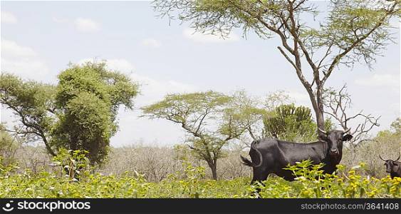 Nguni cow walks along edge of African field