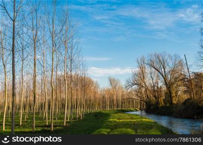 Nice agricultural landscape with poplars and river