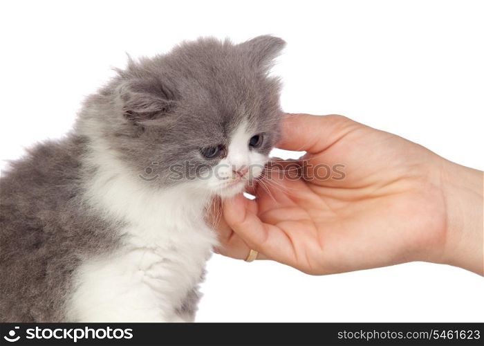 Nice angora cat receiving a caress isolated on white background