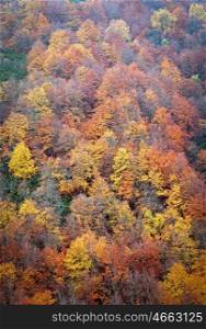Nice beech forest in autumn. An explosion of colors