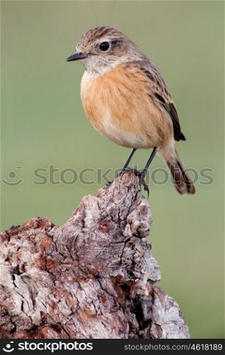Nice bird on a innkeeper trunk with unfocused background