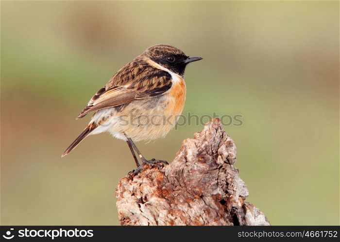 Nice bird on a innkeeper trunk with unfocused background