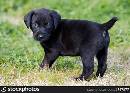 Nice black puppy dog on the grass