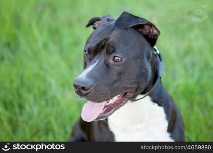 Nice black short haired dog at outside