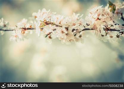 Nice blossom on cherry twigs in garden or park, floral springtime outdoor nature background, pastel color