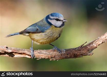 Nice Blue Tit perched on a branch