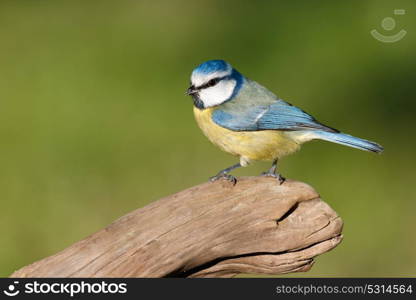 Nice Blue Tit perched on a branch