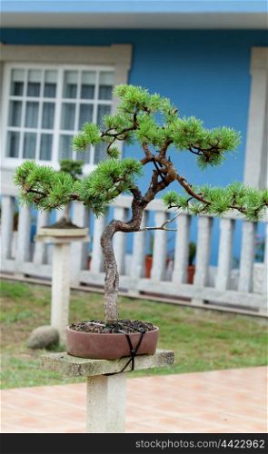 Nice bonsai in the garden of a blue house