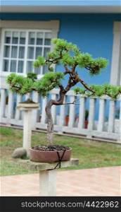 Nice bonsai in the garden of a blue house