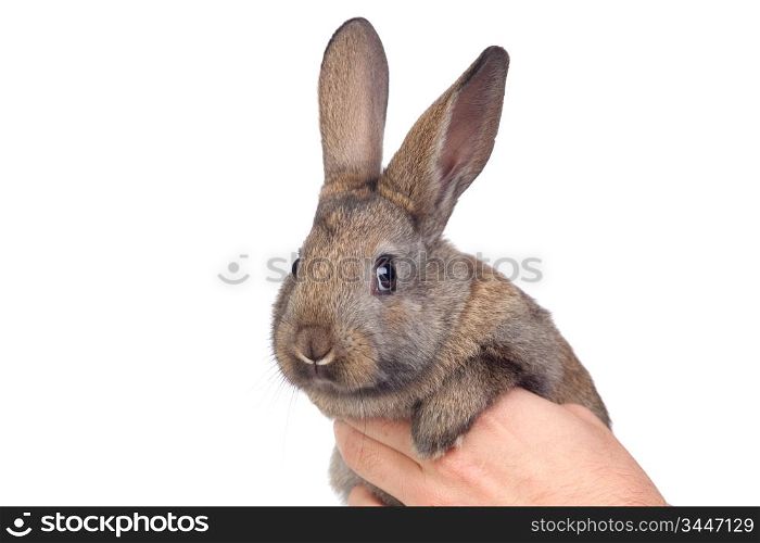 Nice brown bunny isolated on white side