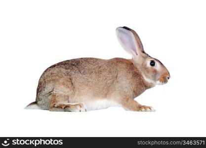 Nice brown bunny isolated on white side