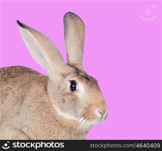 Nice brown rabbit on a pink background