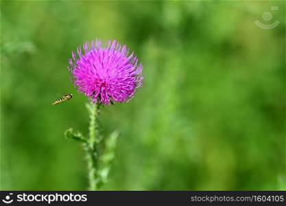 Nice colored thistle with blurred natural background.