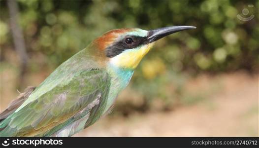 nice colorful bee-eater